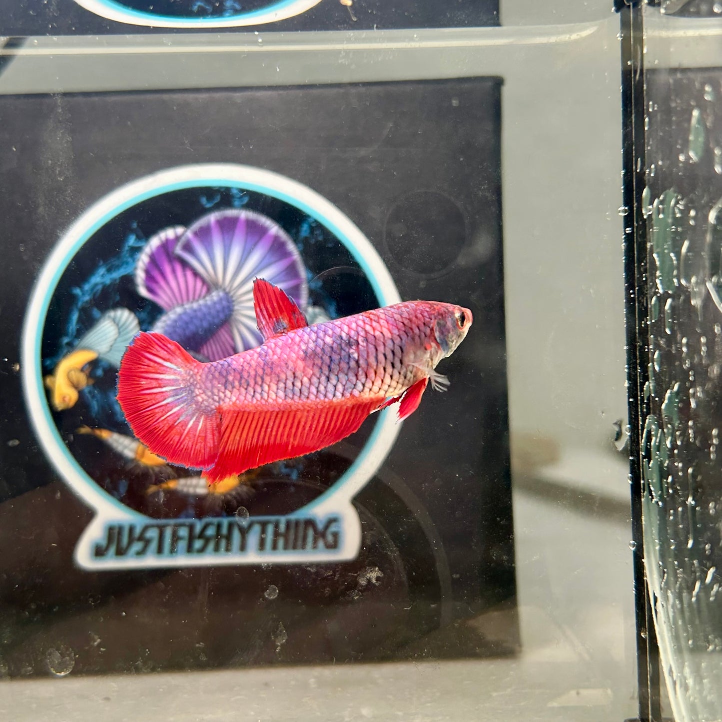 Giant Multicolor Koi Plakat - Female Betta 140 BO 4.5cm