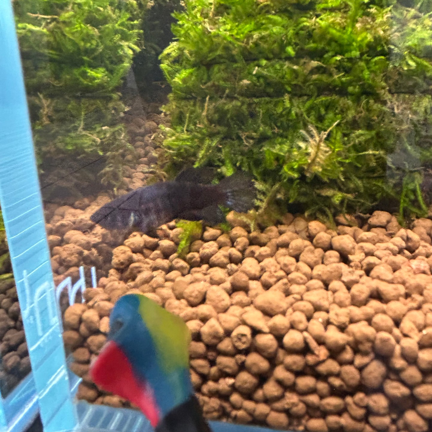 Super Black Plakat - Female betta