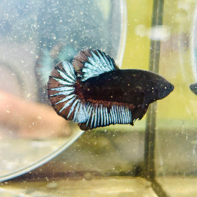 Black Light Steel Blue Plakat - Male betta 038