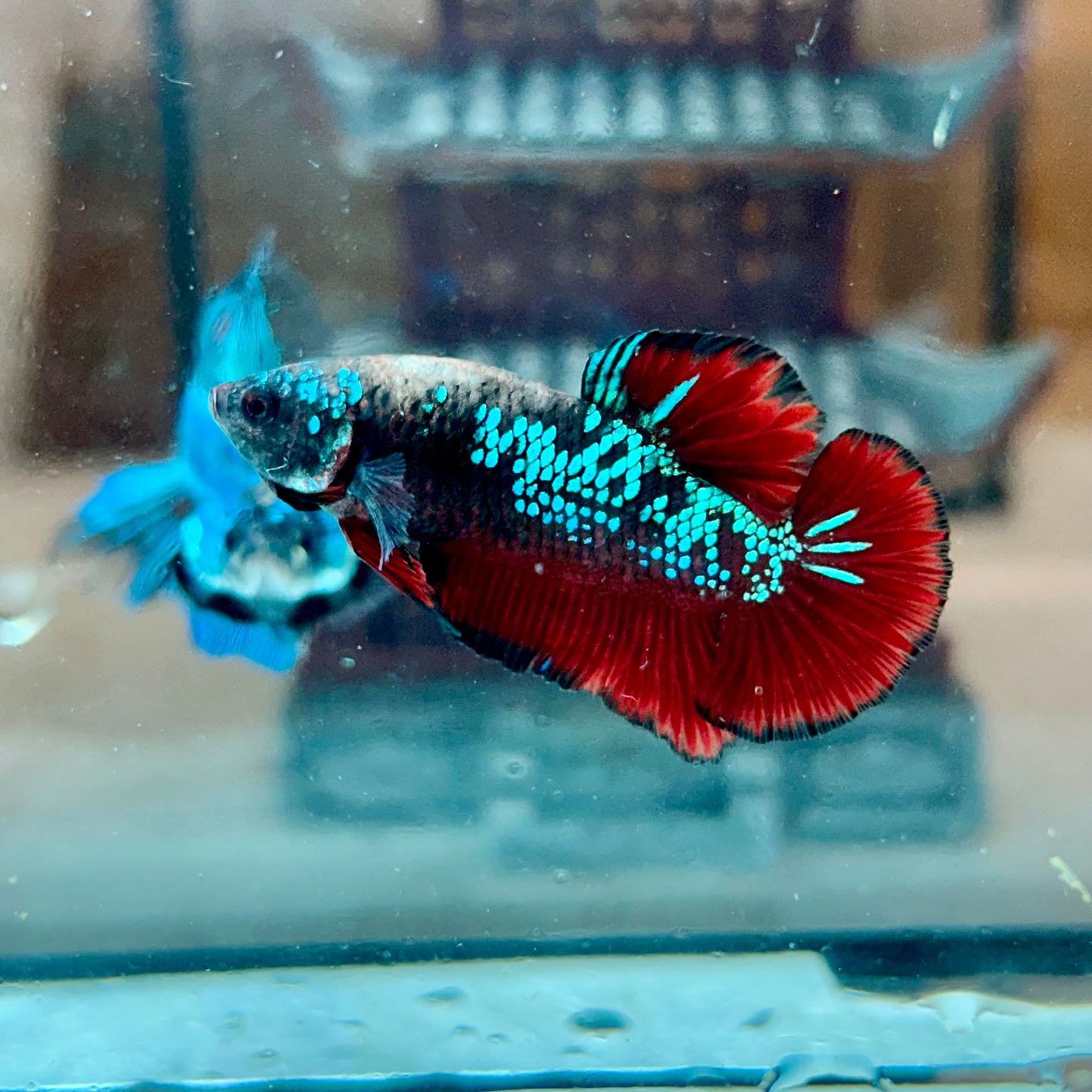 Avarta Vampire Plakat - Male Betta 116