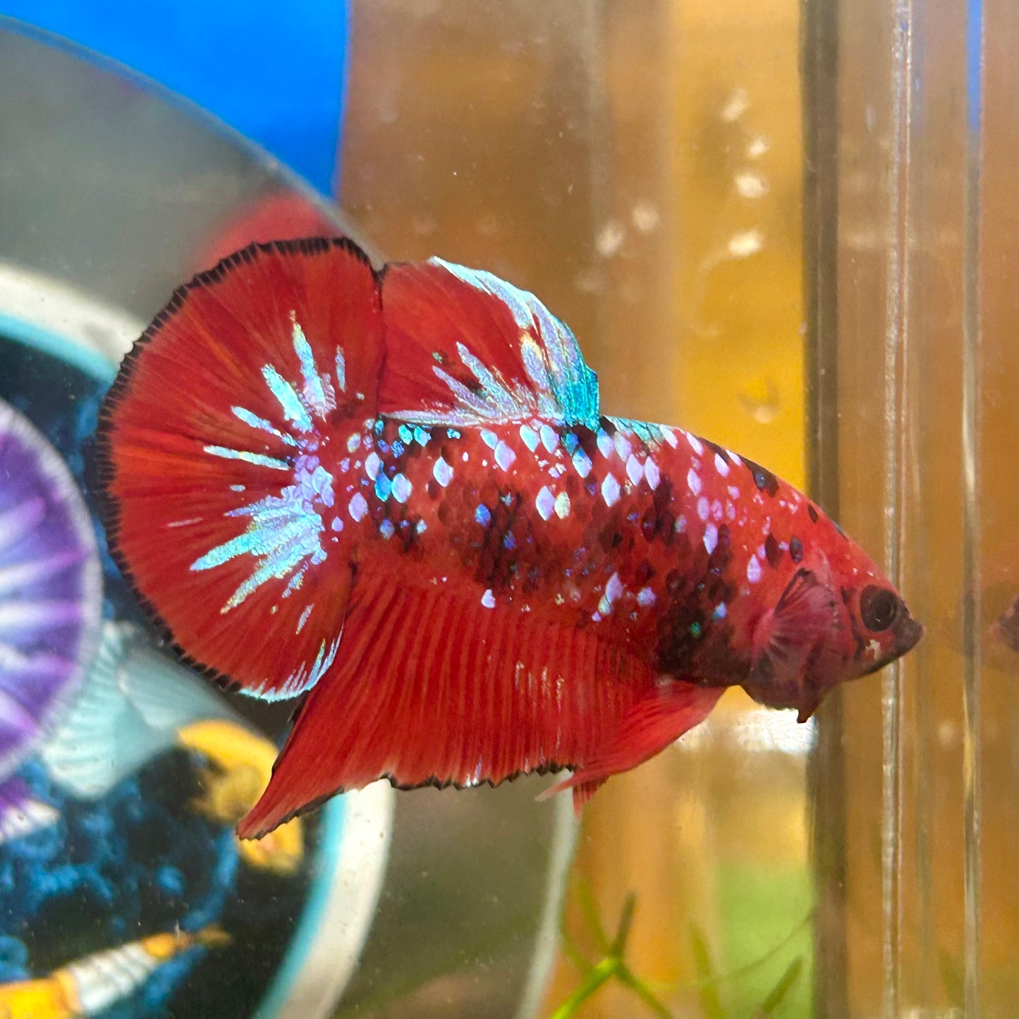 Red Koi Galaxy Plakat - Male Betta 078