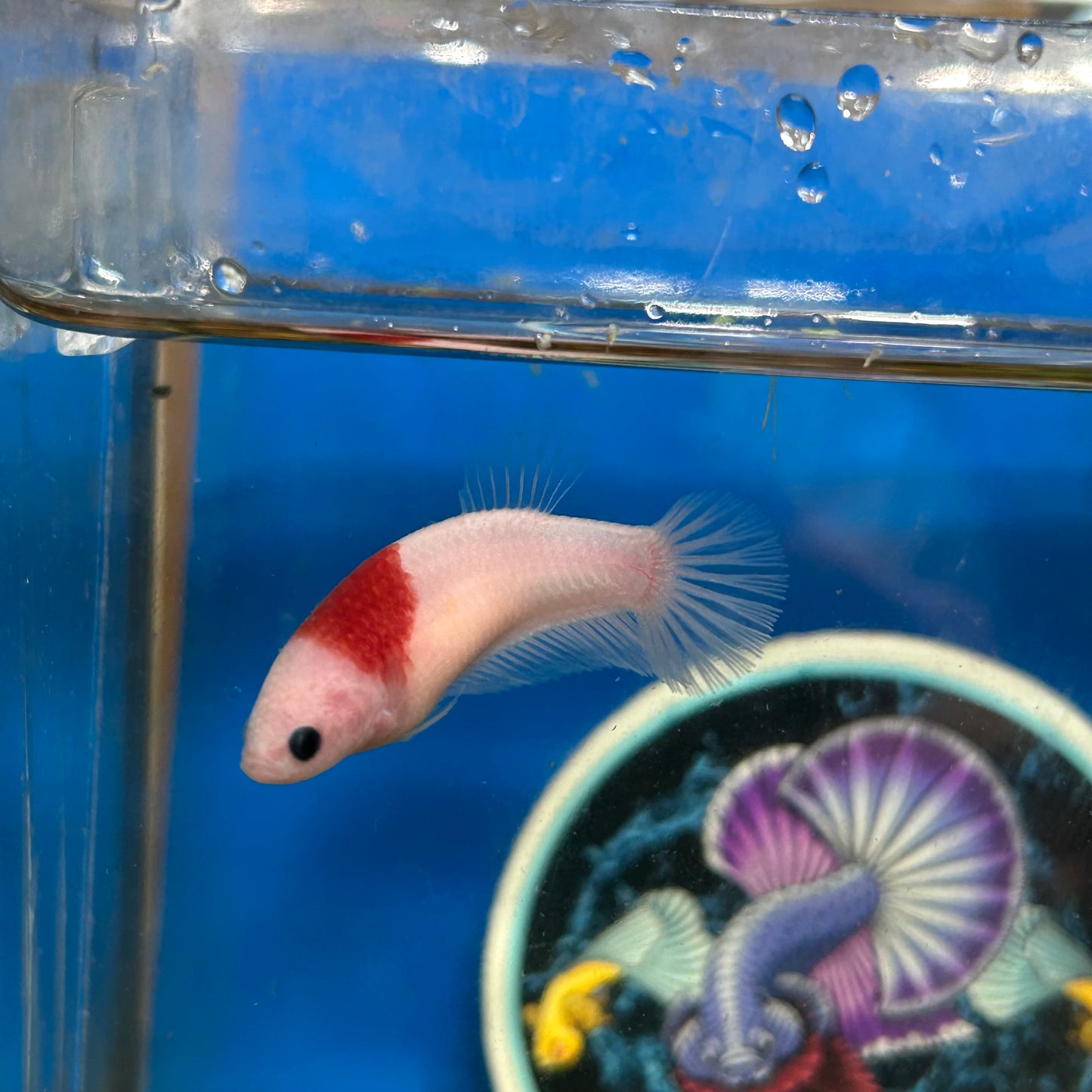 Koi Tancho Plakat - Female Betta 072