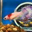 Koi Tancho Plakat - Female Betta 072