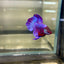 Purple Pink Halfmoon - Male Betta 029