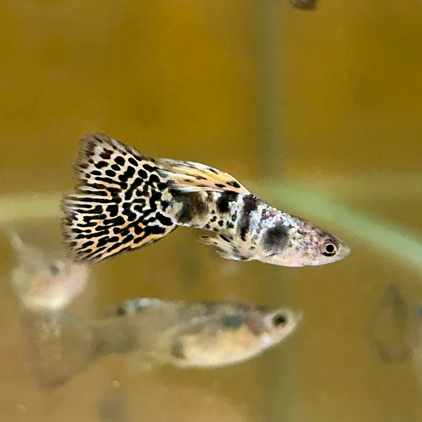 Yellow King Cobra Guppy