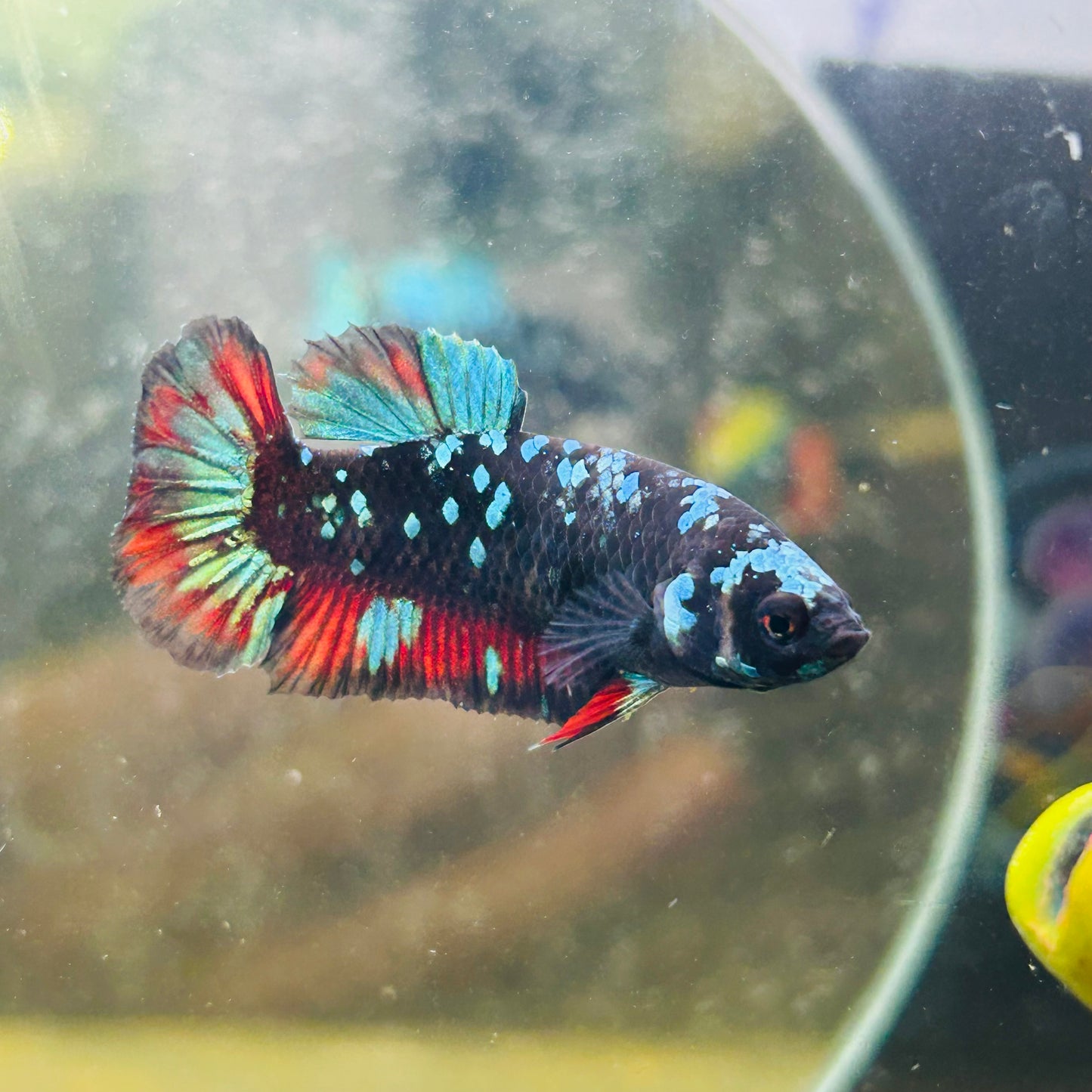 Avarta Nebula Plakat - Female betta 005
