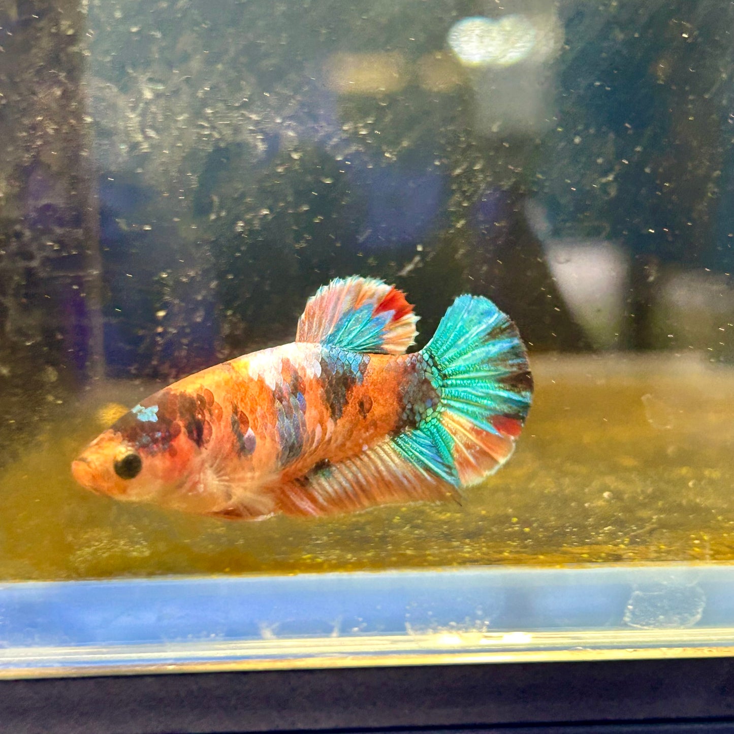 Plakat Candy Koi Orange Female Betta #A222