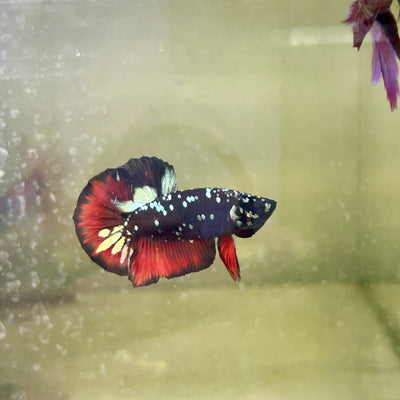 Avarta Vampire Plakat - Male Betta 106