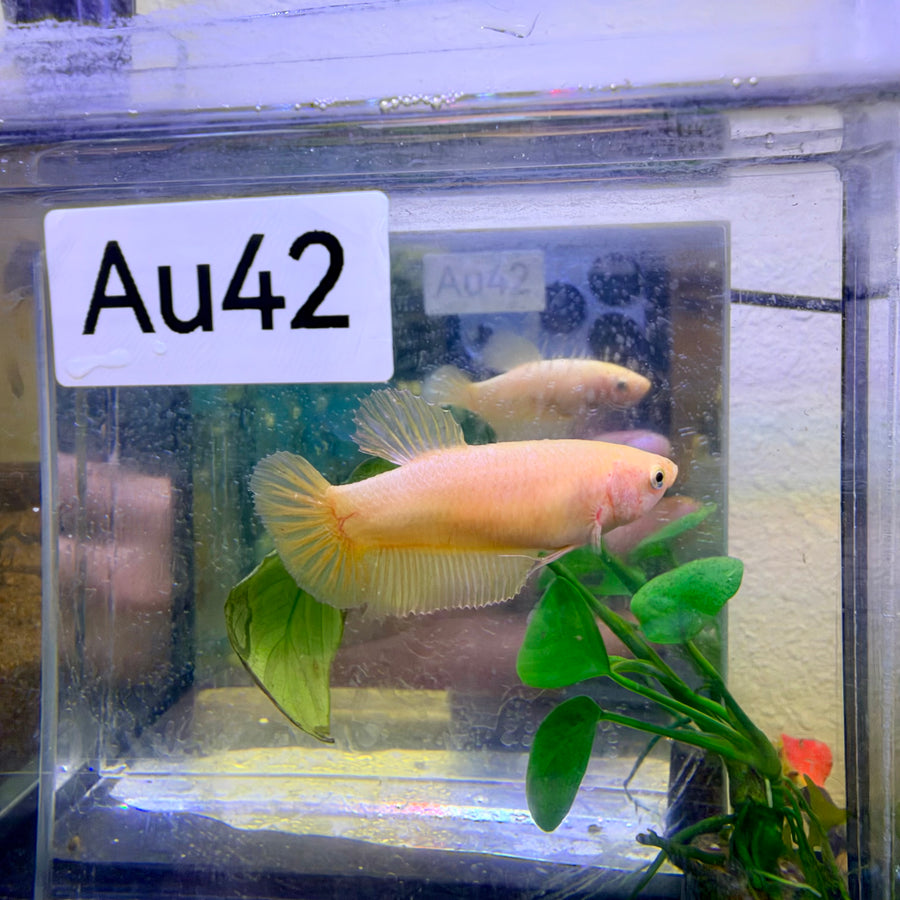 Plakat Yellow Copper Female Betta #Au42