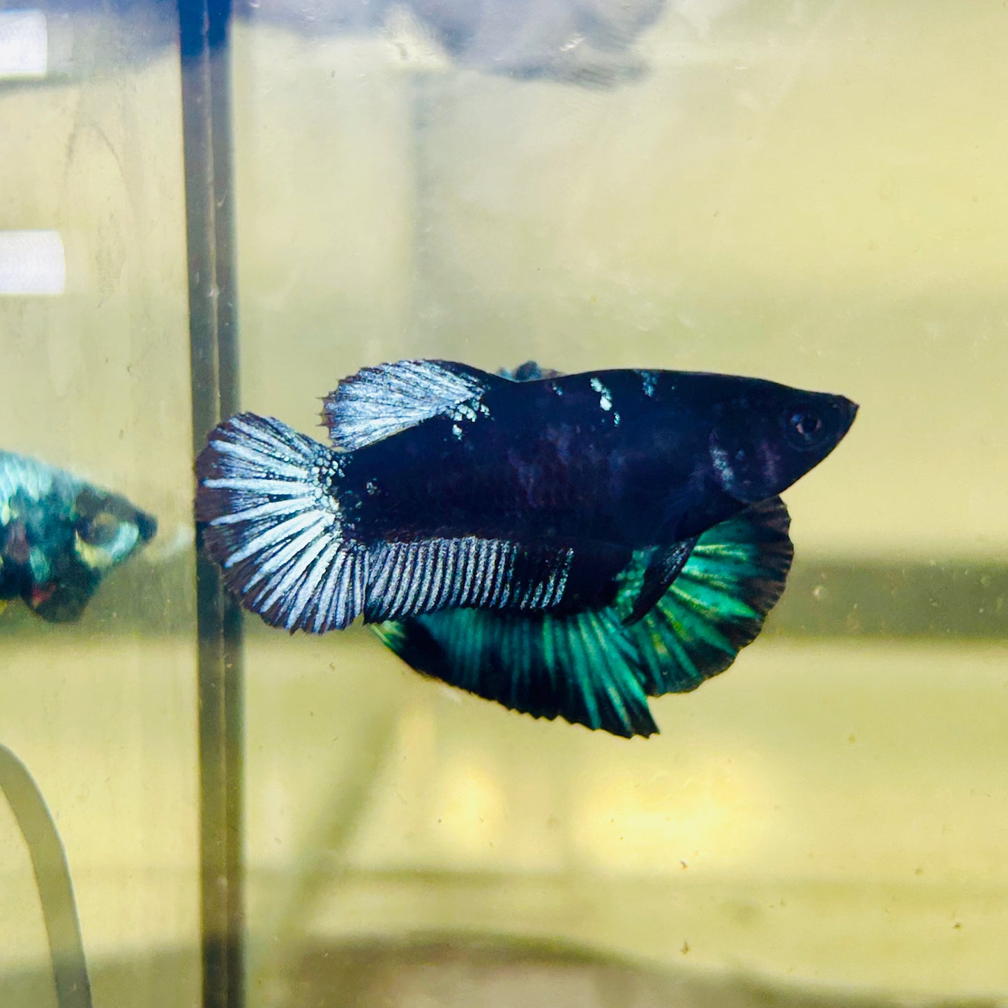 Avarta Black Light Plakat - Female betta 064