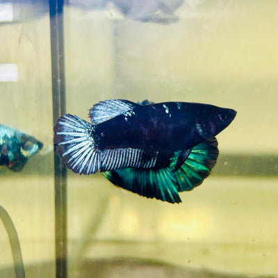 Avarta Black Light Plakat - Female betta 064