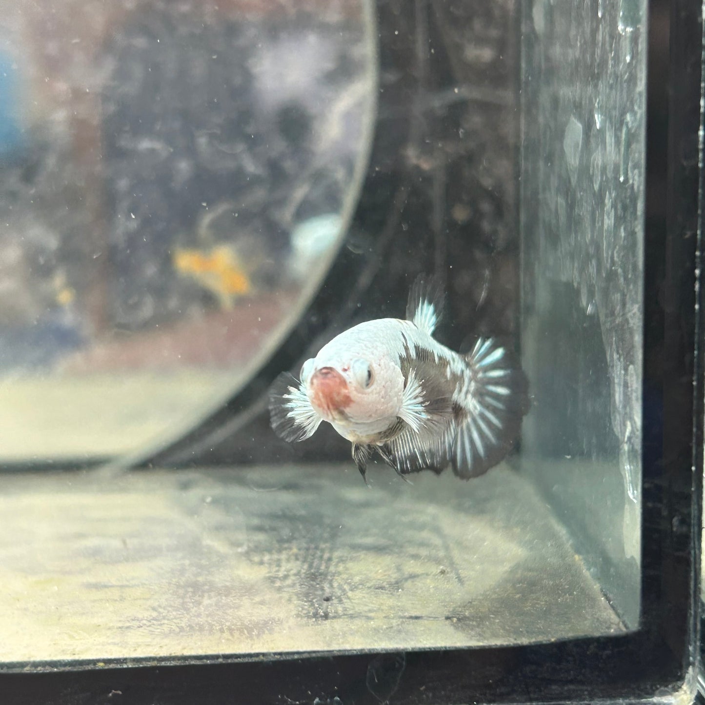 Betta Female Plakat Black Mamba Samurai #D13