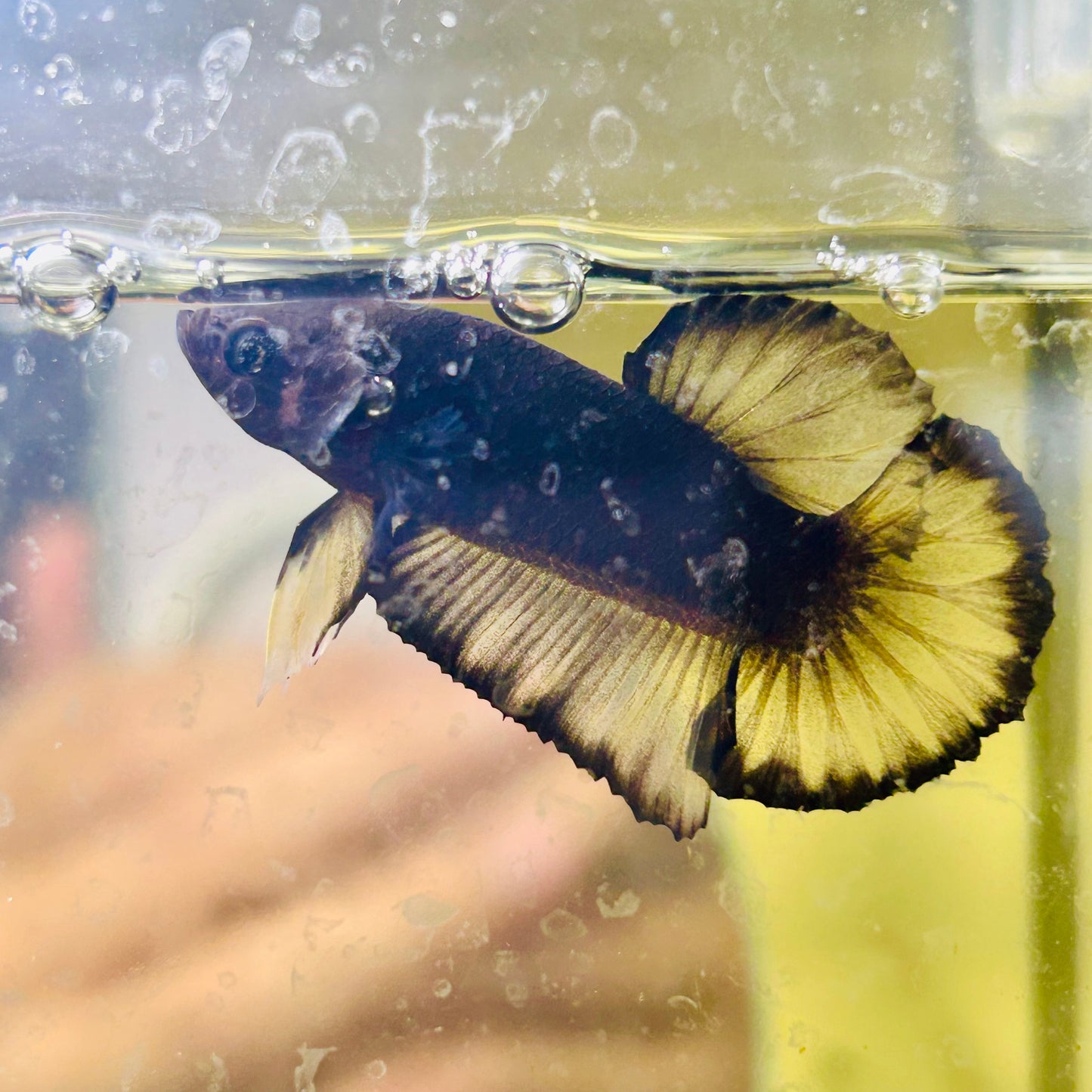 Avarta Yellow Copper Plakat - Male betta 015