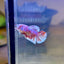 Red Snow Barongsai Plakat - Female Betta 063