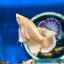 Dumbo 24K Gold Plakat - Male Betta 070