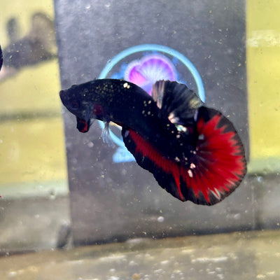 Avarta Stardust Vampire Plakat - Male Betta 028