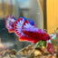 Red Fancy Hellboy Plakat - Male Betta 007