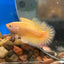 Gold Vanda Plakat - Female Betta 150