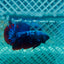 Plakat Avatar Nebula Male Betta #088
