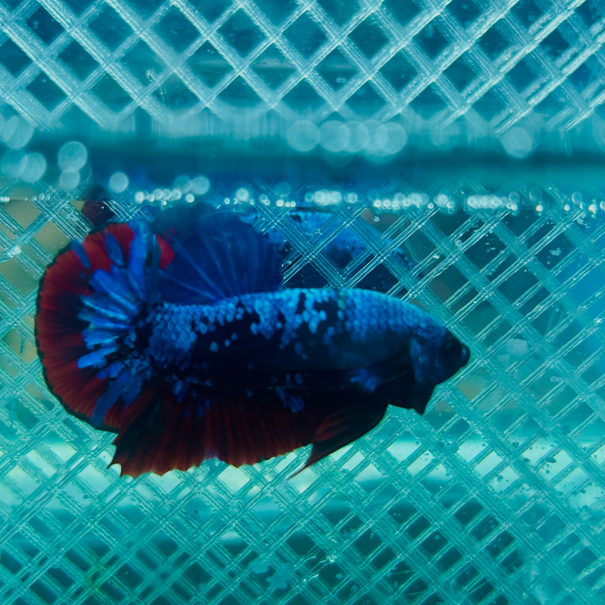 Plakat Avatar Nebula Male Betta #088