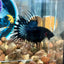 Black Orchid Crowntail - Male Betta 073