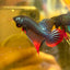 Wild Imbellis Steel Blue - Male Betta 015