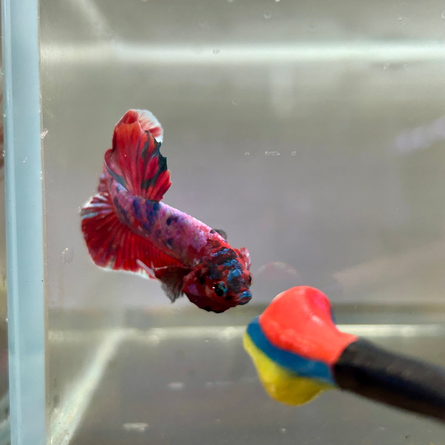 Red Koi Galaxy Plakat - Male Betta 174