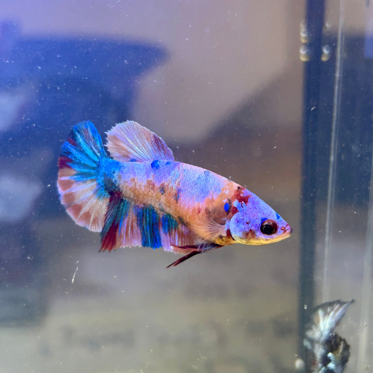 Multicolor Koi Plakat - Female Betta 008