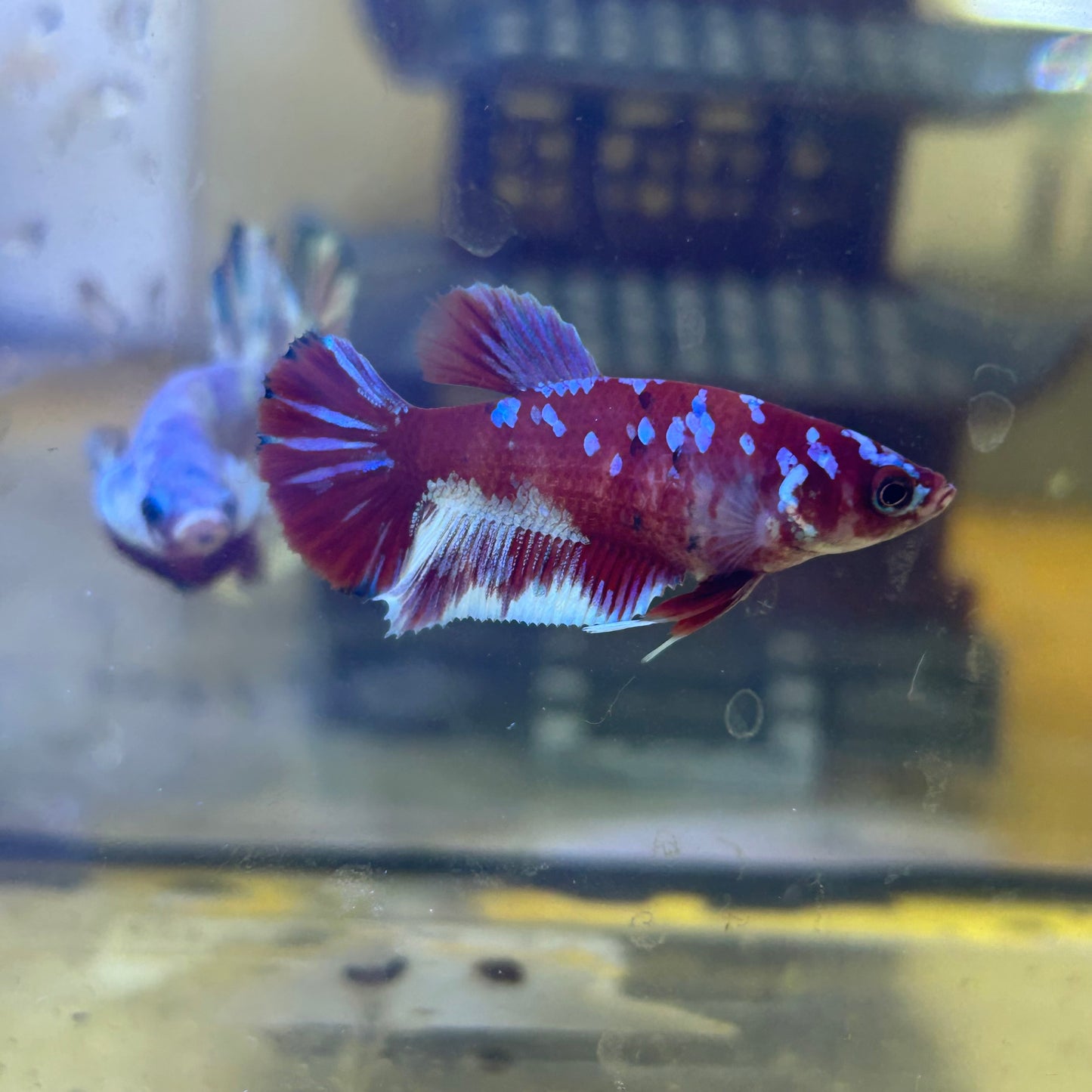 Koi Red Galaxy Plakat - Female Betta 196