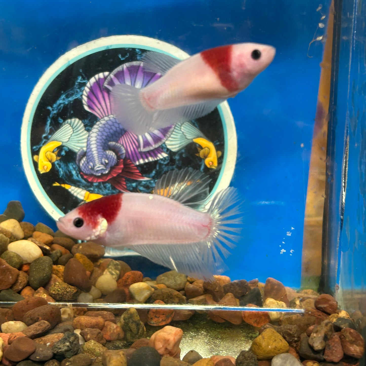 Koi Tancho Plakat - Female Betta 072