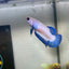 Blue Rim Plakat - Female betta 118