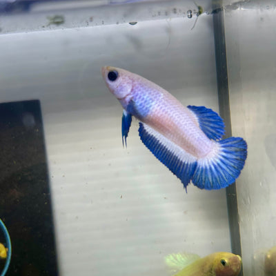 Blue Rim Plakat - Female betta 118