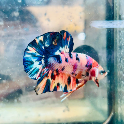 Plakat Koi Candy Galaxy Male Betta #144