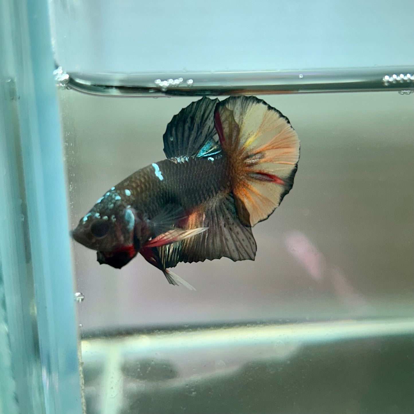 Nebula Copper Avarta Plakat - Male Betta 181