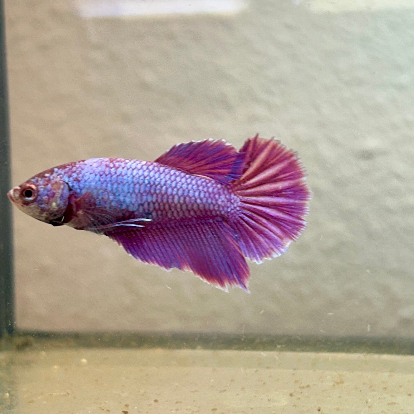 Purple Pink Halfmoon - Female Betta 188