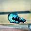 Avarta Black Light Plakat - Male betta 123