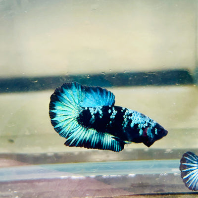 Avarta Black Light Plakat - Male betta 123