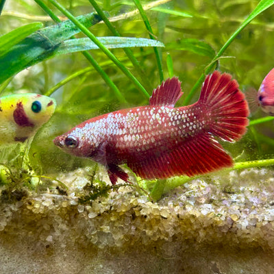 Red Gold Copper Halfmoon - Female betta