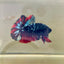 Vampire Copper Avarta Plakat - Male Betta 030