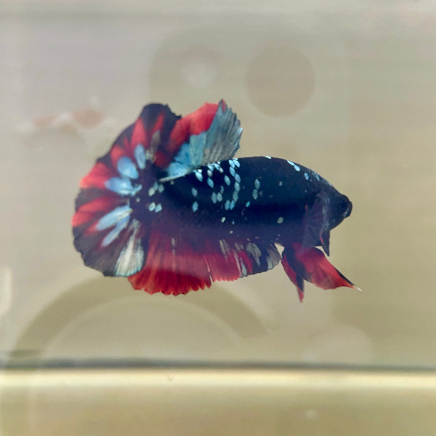 Vampire Copper Avarta Plakat - Male Betta 030