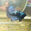 Avarta Steel Gray Plakat - Male betta 087