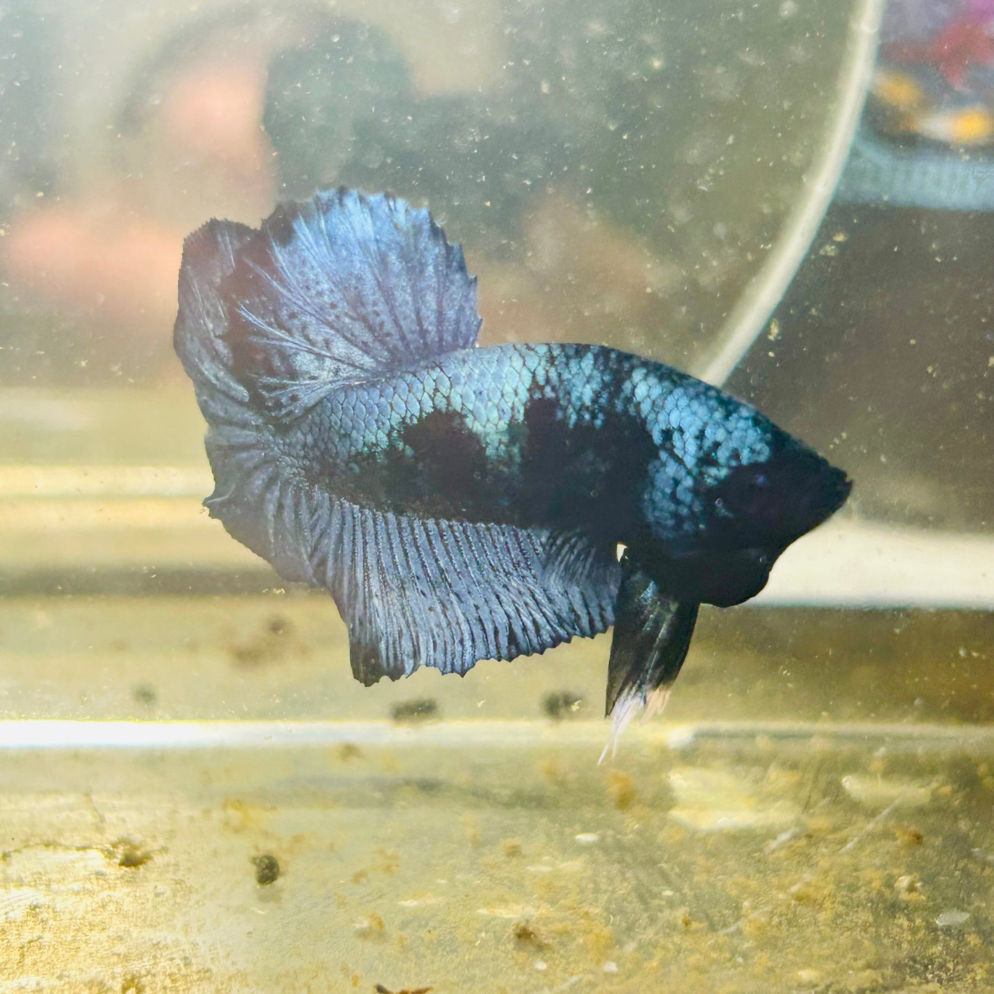 Avarta Steel Gray Plakat - Male betta 087