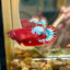 Red Fancy Plakat - Female betta 140