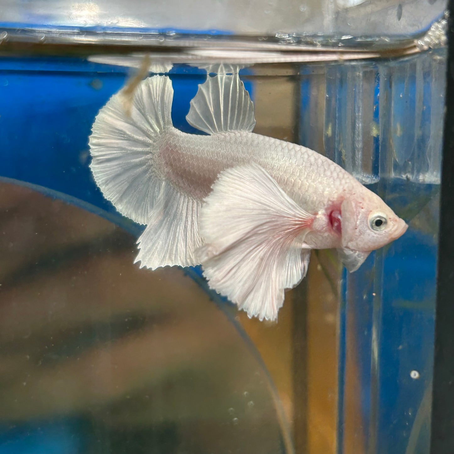 Dumbo White Platinum Plakat - Male Betta 069 Breeder Grade