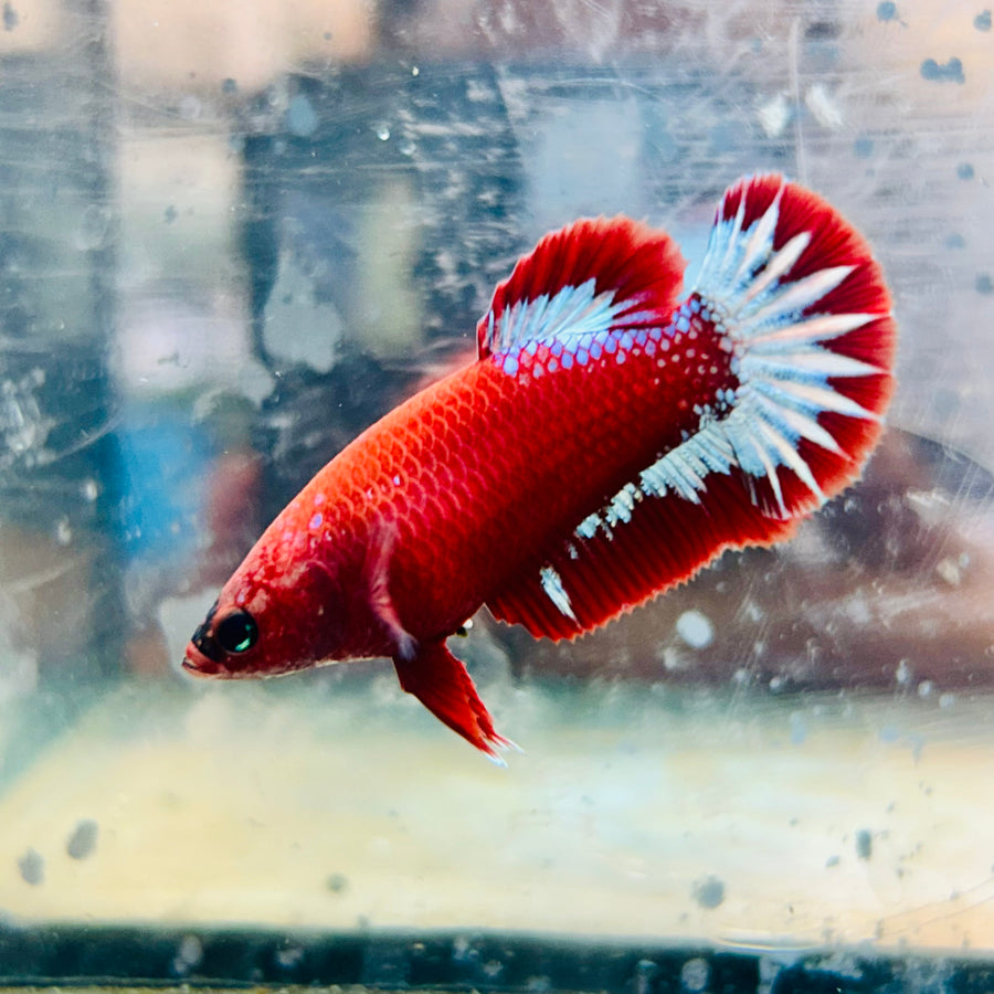 Plakat Red Fancy Female Betta - #171