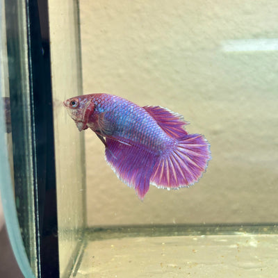 Purple Pink Halfmoon - Female Betta 198