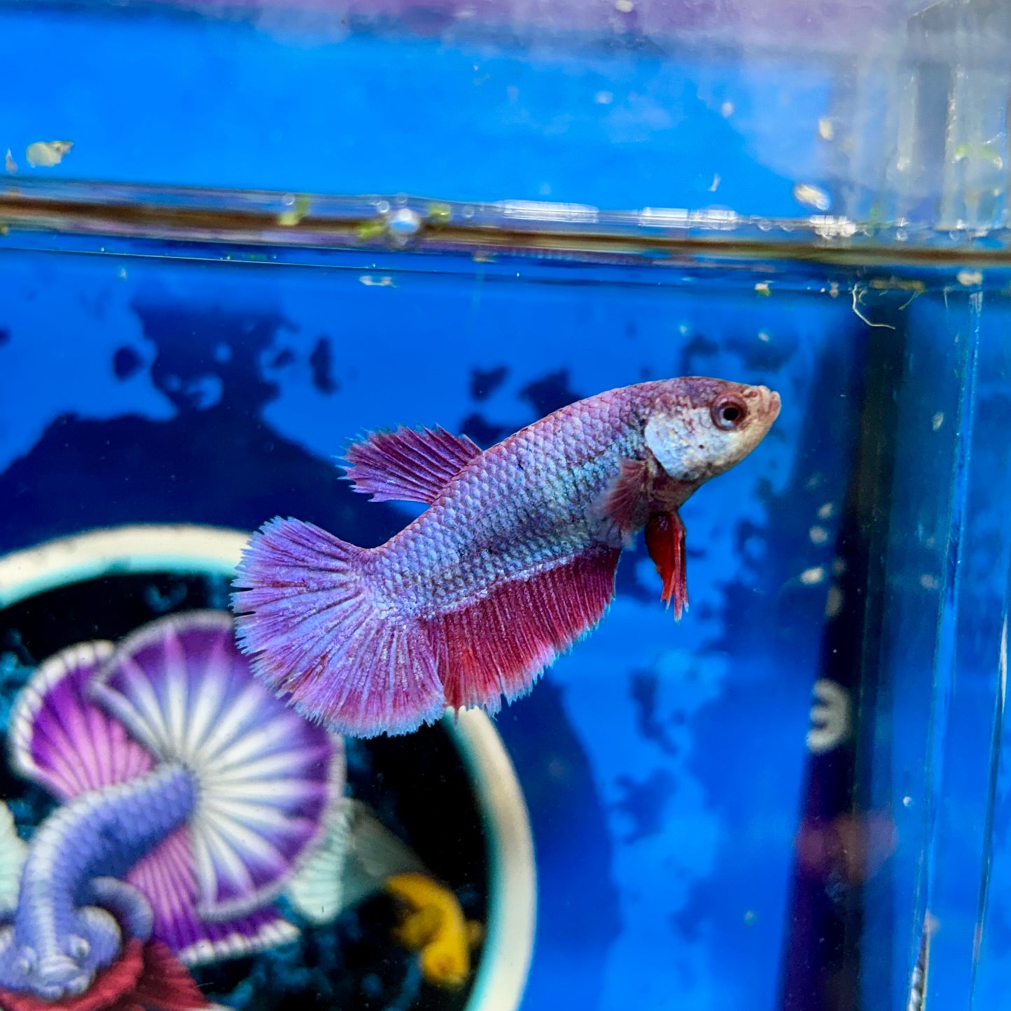 Purple Pink Halfmoon - Female Betta 108