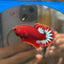 Red Fancy Hellboy Plakat - Male Betta 007