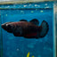 Plakat Black Vampire Female Betta #114
