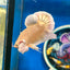 Dumbo 24K Gold Plakat - Male Betta 020 Breeder Grade